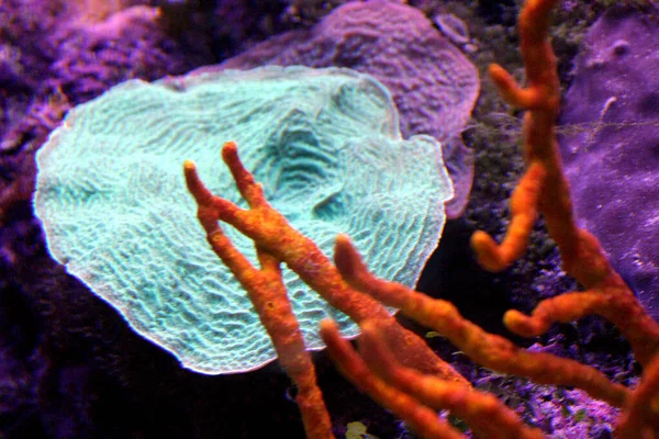 산호초 수족관은 멕시코 카리브해의 다채로운 정원의 다양성을 전시합니다 300 이상의 — 스톡 사진