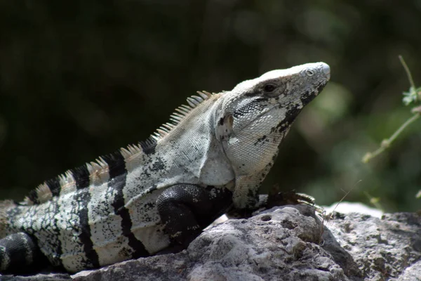 Uma Iguana Vista Zona Arqueológica Chiche Itza — Fotografia de Stock