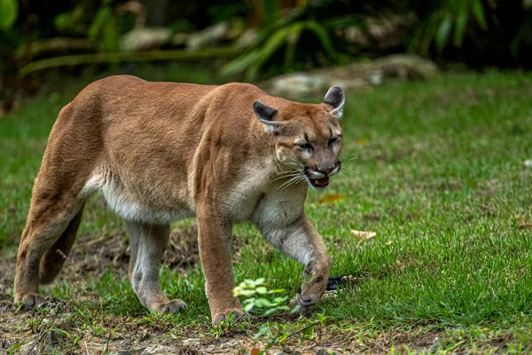 Xcaret Park Hayvanat Bahçesi Ndeki Habitatlarında Dinlenirken Görülen Bir Puma — Stok fotoğraf