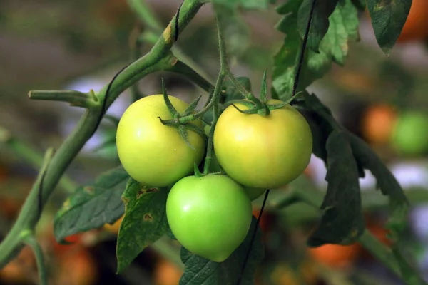 Juli 2022 Doha Katar Detail Der Grünen Tomaten Während Der — Stockfoto