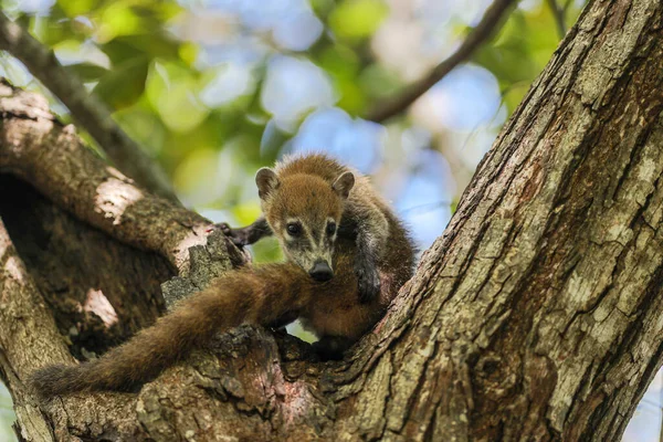 Coati Buscando Comida Área Cerca Del Bosque — Foto de Stock