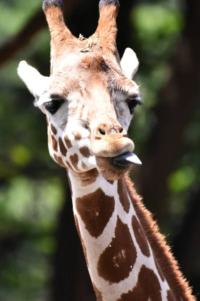 Eine Giraffe Beim Fressen Während Seiner Gefangenschaft Mexikanischen Zoo Chapultepec — Stockfoto
