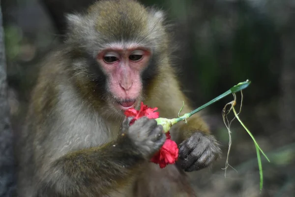 Macaco Chinês Visto Comendo Flores Durante Seu Cativeiro Zoológico Chapultepec — Fotografia de Stock