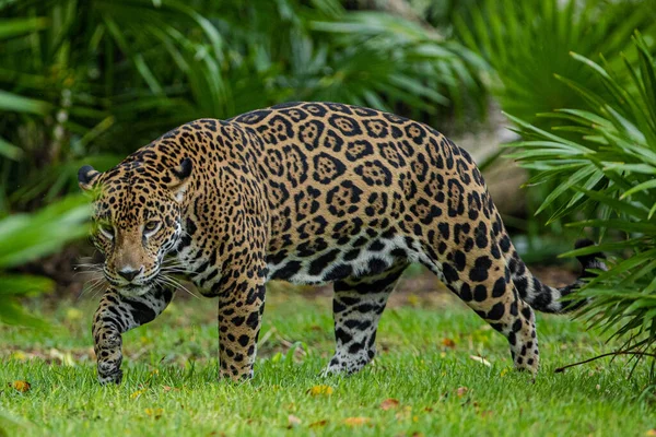 Jaguar Odpoczywający Swoim Środowisku Xcaret Park Zoo — Zdjęcie stockowe