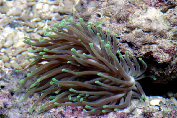 サンゴ礁水族館は メキシコのカリブ海の多色水中庭園の生物多様性を展示しています 300以上のサンゴが水族館で成功裏に確立されました — ストック写真