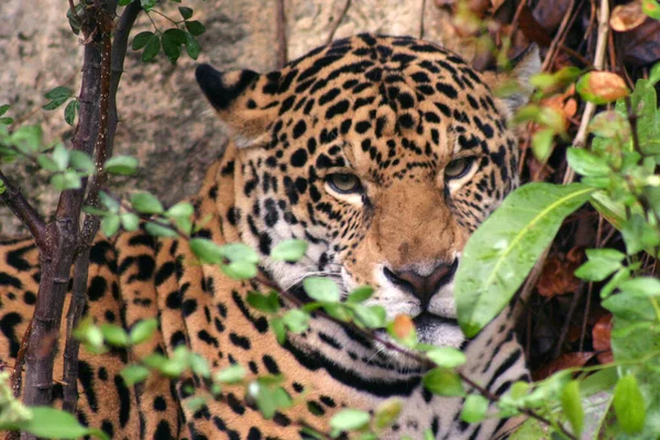 Uma Onça Pintada Vista Cativeiro Zoológico Xcaret Cultura Maia Jaguar — Fotografia de Stock