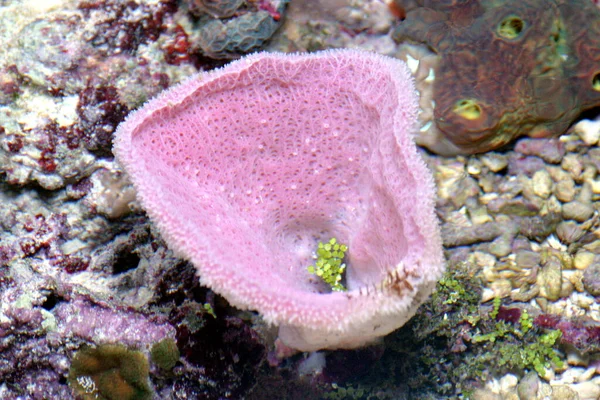 Aquário Recifes Coral Exibe Biodiversidade Dos Jardins Subaquáticos Multicoloridos Caribe — Fotografia de Stock