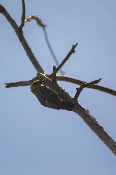 Mayo 2018 Yucatán México Pájaro Carpintero Yucatán Alimenta Insectos Que —  Fotos de Stock