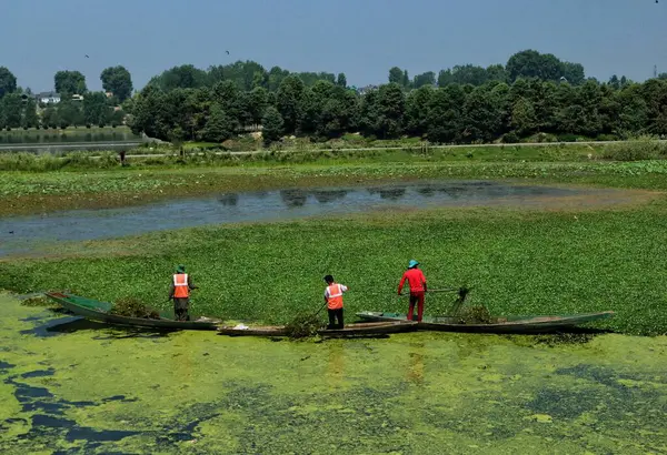 2023年6月20日 インドのシュリンガル カシミール カシミールの労働者はシュリンガル湖周辺の水域から雑草を抽出する 当局は 望ましくない藻類と雑草のダル湖を浄化するために努力しています — ストック写真