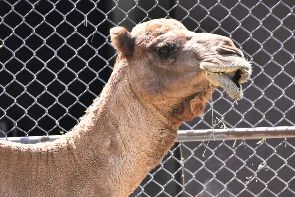 Μια Καμήλα Φαίνεται Τρώει Κατά Διάρκεια Της Αιχμαλωσίας Του Στο — Φωτογραφία Αρχείου