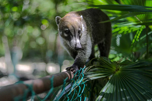 Coati Jest Widziany Poszukiwaniu Jedzenia Okolicy Lasu — Zdjęcie stockowe