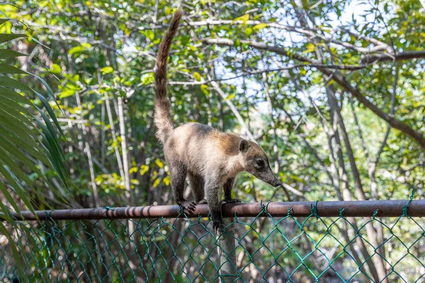 Coati Jest Widziany Poszukiwaniu Jedzenia Okolicy Lasu — Zdjęcie stockowe