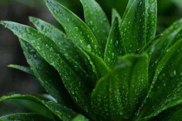 Växt Ses Med Droppar Vatten Grund Regnet — Stockfoto