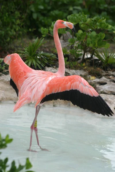 Flamingolar Xcaret Park Flamingo Çiftliği Ndeki Doğal Ortamlarında Görüldüler — Stok fotoğraf