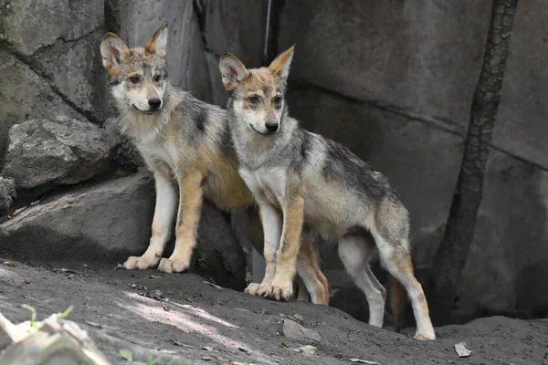 メキシコのオオカミの子犬は カプルテペクメキシコ動物園で彼の捕獲中に遊んで見られています ロイヤリティフリーのストック写真
