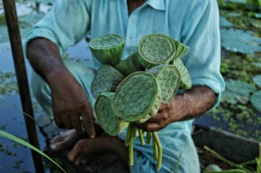 01 Eylül 2023, Srinagar Kashmir, Hindistan: Srinagar 'daki Dal Gölü' ndeki bir nilüfer bitkisinden nilüfer fıstığı alan bir adam. Nilüfer tohumları Kaşmir mutfağında ve Asya 'nın büyük bölümlerinde popüler bir bileşendir.