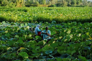 01 Eylül 2023, Srinagar Kashmir, Hindistan: Bir Kaşmirli kayıkçı Srinagar 'daki Dal Gölü' ndeki nilüfer ağacından nilüfer fıstığı topluyor. Nilüfer tohumları Kaşmir mutfağında ve Asya 'nın büyük bölümlerinde popüler bir bileşendir.