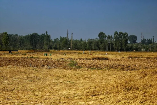 September 2023 Srinagar Kaschmir Indien Bauern Arbeiten Während Der Erntezeit — Stockfoto