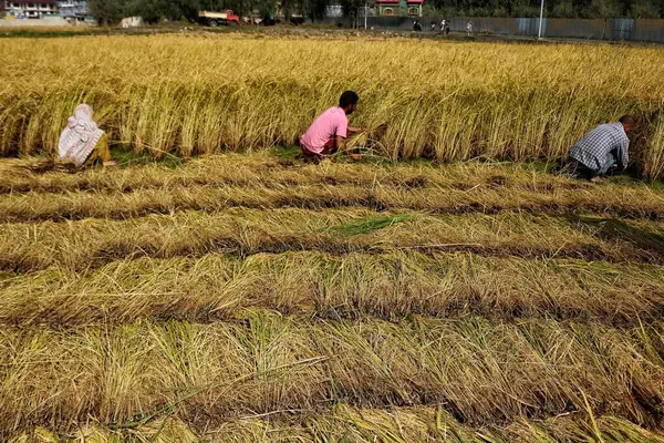 2023年9月28日 インドのシュリンガル カシミール 農民はシュリンガル郊外で季節の収穫中にパディ 畑で働いている — ストック写真