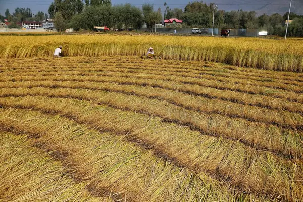 September 2023 Srinagar Kashmir India Farmers Work Paddy Rice Field — Stock Photo, Image