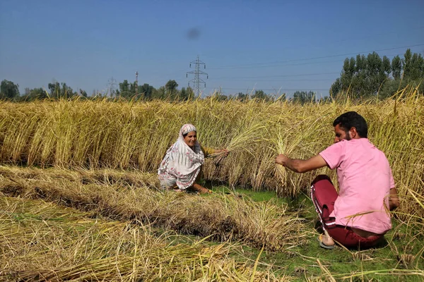 2023年9月28日 インドのシュリンガル カシミール 農民はシュリンガル郊外で季節の収穫中にパディ 畑で働いている — ストック写真