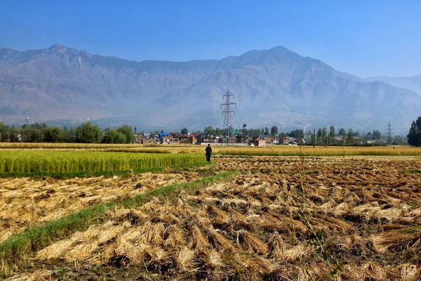 September 2023 Srinagar Kashmir India Man Walks Paddy Rice Field — Stock Photo, Image