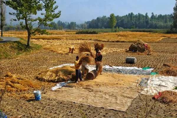 Septembre 2023 Srinagar Cachemire Inde Des Agriculteurs Cachemire Battent Des — Photo