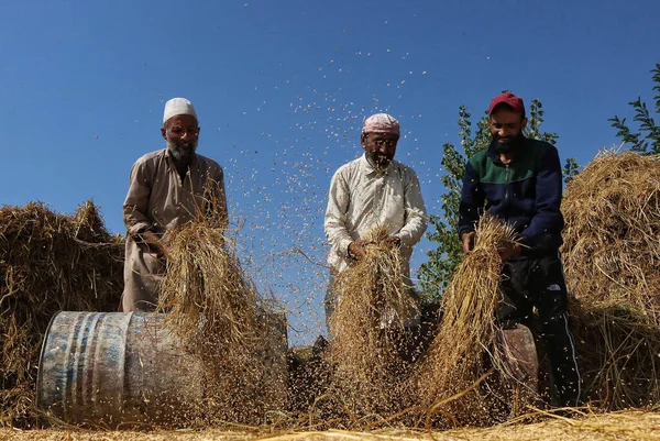インドのシュリンガル カシミール 2023年9月28日 カシミール農家は シュリンガル郊外で収穫シーズン中にパディフィールドで米粒を得るためにパディ工場をスラッシュ — ストック写真