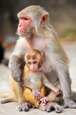 4 Ekim 2023, Sylhet, Bangladeş: Rhesus Macaque maymun Sylhet, Bangladeş 'teki jeolog chasnipir (R) Tapınağı' nda
