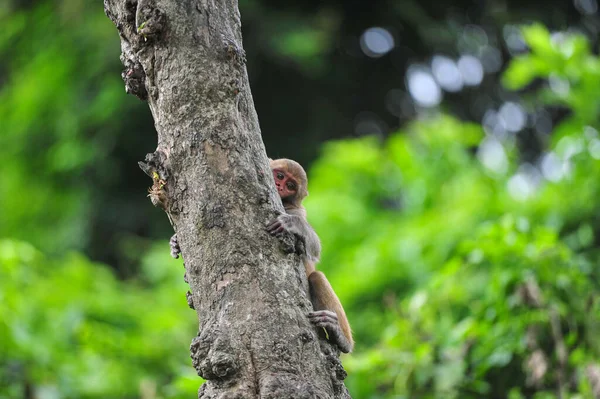 Oktober 2023 Sylhet Bangladesh Rhesus Macaque Apa Vid Geologen Chasnipir — Stockfoto