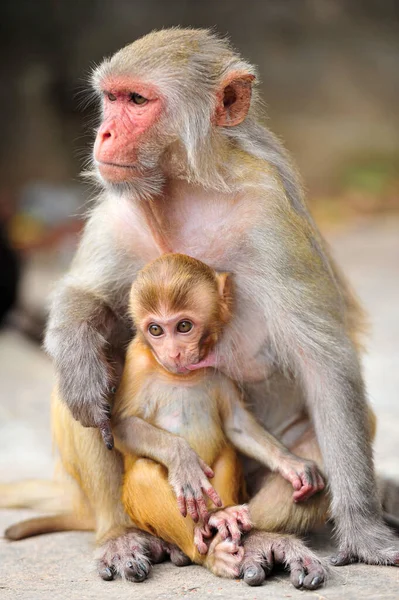 Octubre 2023 Sylhet Bangladesh Rhesus Macaque Monkey Geologist Chasnipir Shrine — Foto de Stock