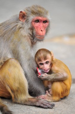 4 Ekim 2023, Sylhet, Bangladeş: Rhesus Macaque maymun Sylhet, Bangladeş 'teki jeolog chasnipir (R) Tapınağı' nda