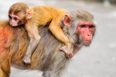 4 Ekim 2023, Sylhet, Bangladeş: Rhesus Macaque maymun Sylhet, Bangladeş 'teki jeolog chasnipir (R) Tapınağı' nda