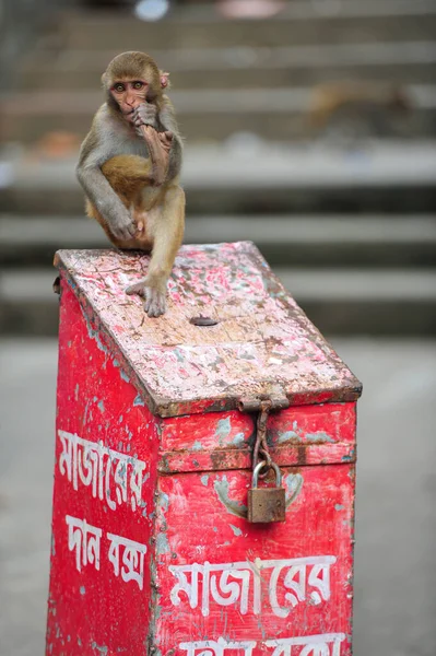 Oktober 2023 Sylhet Bangladesh Rhesus Macaque Aap Bij Geoloog Chasnipir — Stockfoto