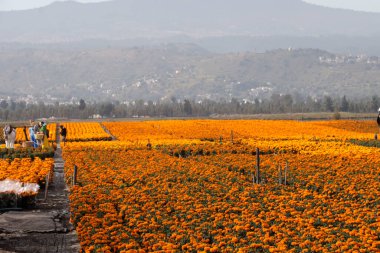 19 Ekim 2023, Mexico City, Meksika San Gregorio Atlapulco 'daki Cempasuchil çiçek tarlaları Mexico City' deki Xochimilco belediye başkanlığı ofisinde.