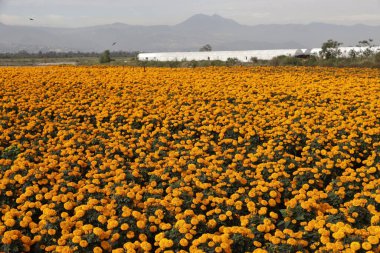 October 19, 2023, Mexico City, Mexico: Cempasuchil flower fields in the ejido in San Gregorio Atlapulco in the Xochimilco mayor's office in Mexico City clipart