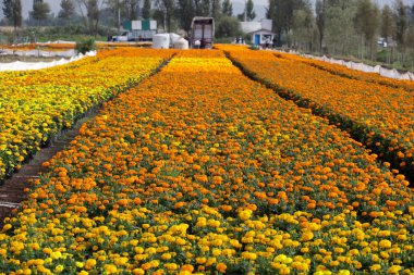 19 Ekim 2023, Mexico City, Meksika San Gregorio Atlapulco 'daki Cempasuchil çiçek tarlaları Mexico City' deki Xochimilco belediye başkanlığı ofisinde.