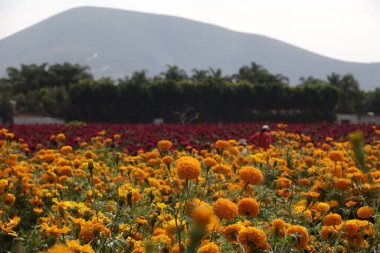 20 Ekim 2023, Puebla Eyaleti, Meksika: Puebla eyaletindeki Atlixco belediyesinde Ölüm Günü çerçevesinde cempasuchil çiçekleri tarlaları