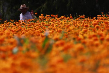 October 20, 2023, Atlixco, Mexico: Farmers during the harvest of the 'Cempasuchil Flower' in a field in the state of Puebla, to distribute them in local markets so that it can be sold to people to decorate the offerings clipart