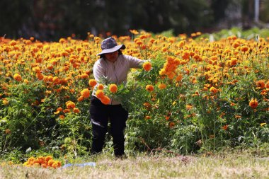October 20, 2023, Atlixco, Mexico: Farmers during the harvest of the 'Cempasuchil Flower' in a field in the state of Puebla, to distribute them in local markets so that it can be sold to people to decorate the offerings clipart