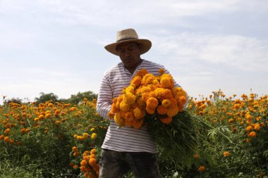 20 Ekim 2023, Puebla Eyaleti, Meksika: Puebla eyaletinin Atlixco belediyesinde Cempasuchil çiçek üreticileri