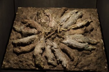 26 Ekim 2023, Mexico City, Meksika: Malleus Maleficarum Exhibition, Mexico City 'deki Ulusal Özerk Üniversitesi Müzesi' nin Cadı ve Büyücülerin Tarihi