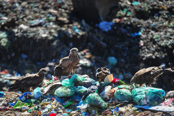 November 2023 Sylhet Bangladesh Falcon Hawks Sylhet Parairchak Garbage Dump — Stock Photo, Image
