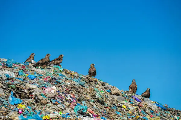 11月2023 シレット バングラデシュ バングラデシュのシレットのシレット パラシラクのゴミ捨て場のファルコン ホークス 彼らは左の汚れから食べ物を求めている 彼らはまた エコロジカルサイクルを果たしています — ストック写真