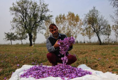 Srinagar Kashmir, Hindistan, 06 Kasım 2023: Safran hasat mevsimi Srinagar 'ın güneyindeki Pampore' da başlarken safran çiçeklerini ayıran bir adam. Kashmir 'in Safran kasabası olarak da bilinen Pampore, yüksek kaliteli safranı ile ünlüdür.