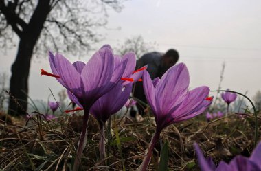Srinagar Kashmir, Hindistan, 06 Kasım 2023: Safran çiçeklerinin safran hasat mevsiminde Srinagar 'ın güneyindeki Pampore' da yakın çekim görüntüsü başlıyor. Kashmir 'in Safran kasabası olarak da bilinen Pampore, yüksek kaliteli safranı ile ünlüdür.
