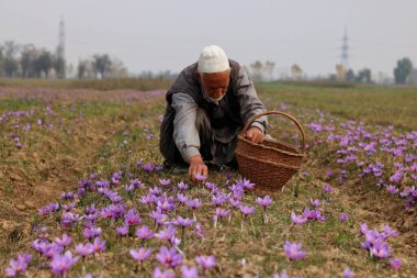 Srinagar Kashmir, Hindistan, 06 Kasım 2023: Safran hasat mevsimi Srinagar 'ın güneyindeki Pampore' da başlarken safran çiçeği toplayan bir adam. Kashmir 'in Safran kasabası olarak da bilinen Pampore, yüksek kaliteli safranı ile ünlüdür.
