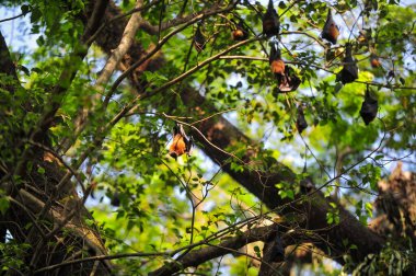 06 Kasım 2023 Sylhet-Bangladeş: Bangladeş 'in Sylhet şehrinde yarasalar gün ışığında ağaç dalında asılıdır. Yarasalar Nipah virüsü enfeksiyonuyla suçlanıyor. Hayvandan insana yayılan yeni ortaya çıkan bir zoonotik hastalık.