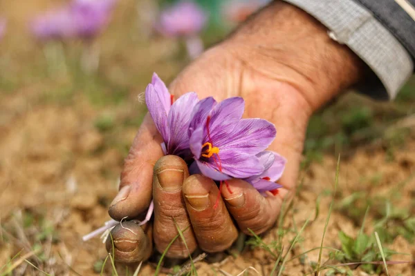 November 2023 Srinagar Kashmir India Man Plucks Saffron Flowers Saffron — Stock Photo, Image