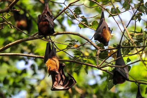 2023 방글라데시 박쥐는 방글라데시의 실렛에서 가지에 매달려있다 바이러스 감염으로 고발되는 — 스톡 사진